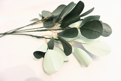 Paper Eucalyptus
