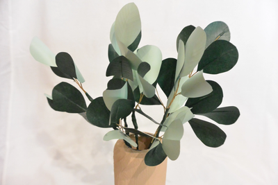 Paper Eucalyptus